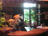 Fische f471.jpg