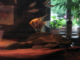 Fische f495.jpg